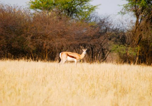 DSC_0384