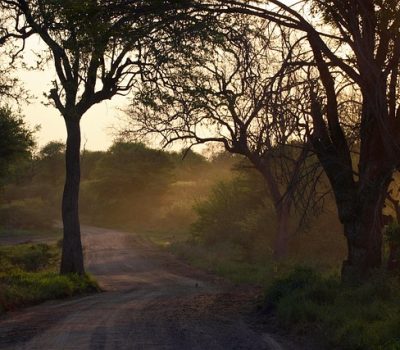 african-bush-412671_640