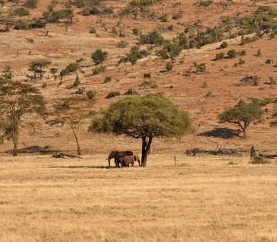 african-bush-elephants-7257350_640
