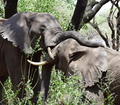 elephant-6824511_640