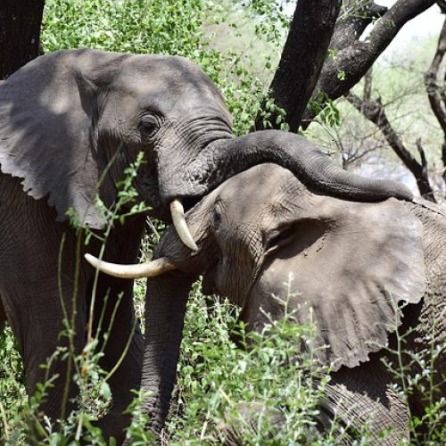 elephant-6824511_640