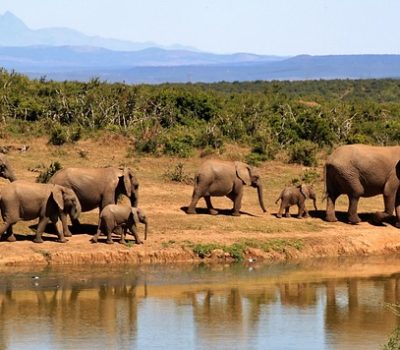 elephants-279505_640