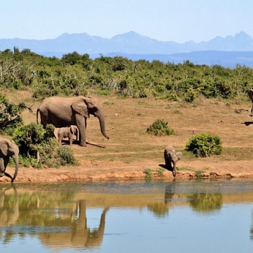 elephants-427138_640