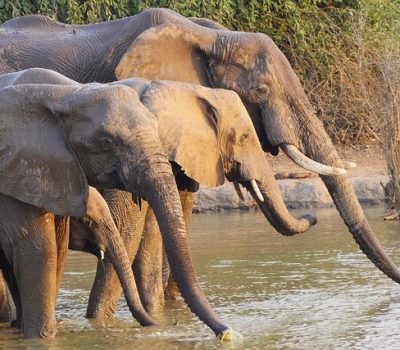 elephants-7705213_640