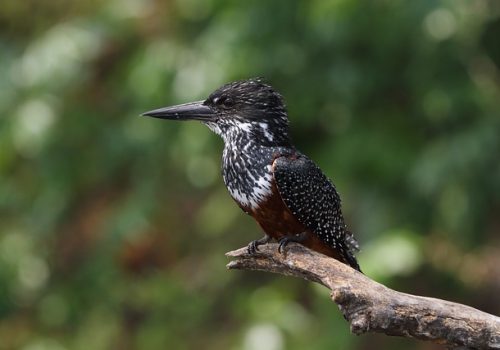 giant-kingfisher-5623347_640