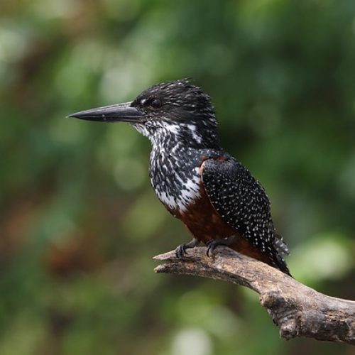 giant-kingfisher-5623347_640