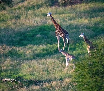 giraffes-5311686_640