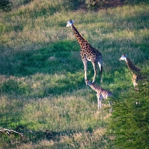 giraffes-5311686_640