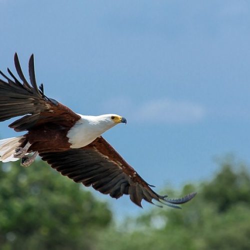haliaeetus-vocifer-1086903_640