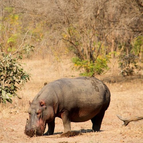 hippo-7705251_640