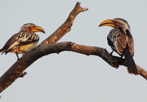 hornbill-2640085_640
