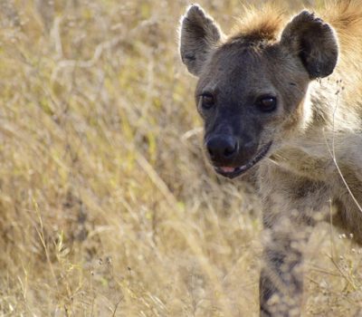 hyena-6824505_640
