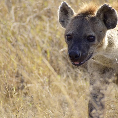 hyena-6824505_640