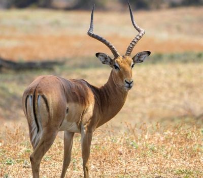 impala-7705242_640