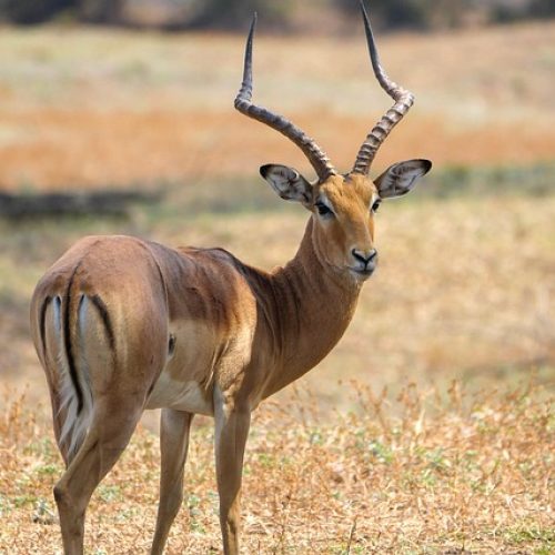 impala-7705242_640