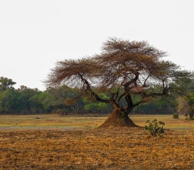 tree-7705217_640