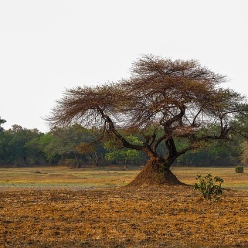 tree-7705217_640