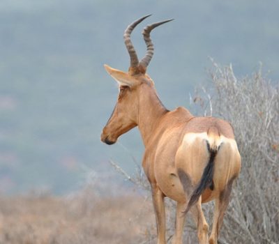 tsebe-4249023_640